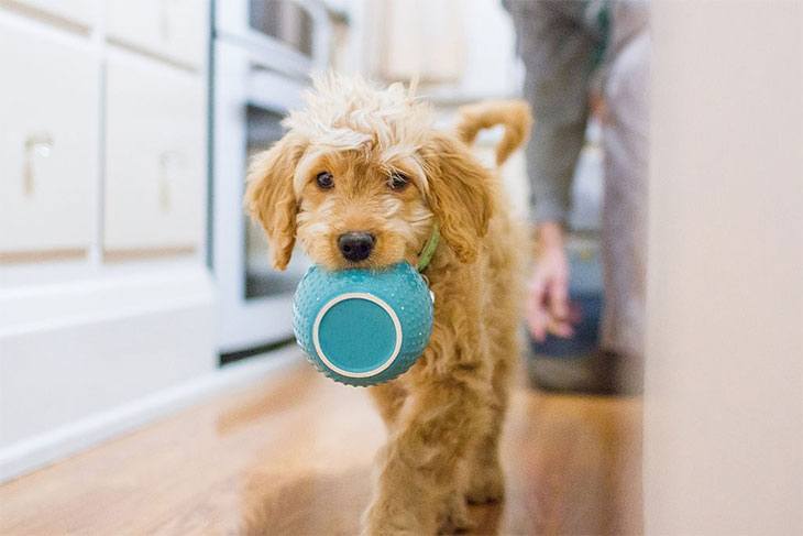 best dog food for mini goldendoodle puppy
